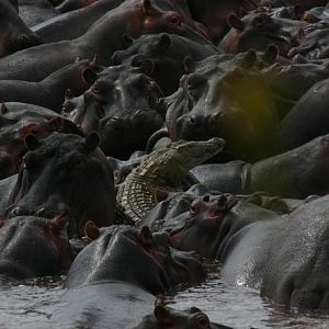 Crocodile between Hippo's Tanzania