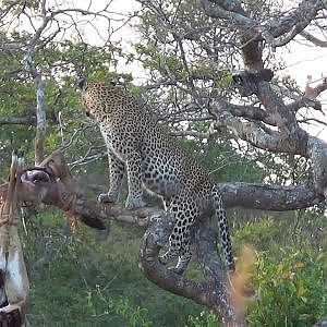 Bullet Safaris Leopard hunt Tanzania 2017