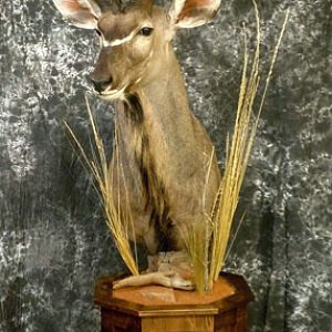Kudu Shoulder Mount Pedestal Taxidermy