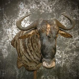 Blue Wildebeest Shoulder Mount Taxidermy