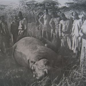 Hippo Hunt