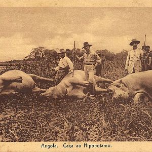 Angola Hippo Hunt