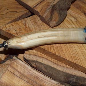 Hippo tooth knife handle