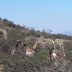 Giraffe South Africa