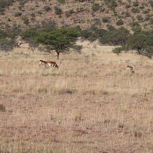 Lechwe South Africa