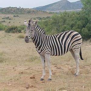 Burchell's Plain Zebra Namibia