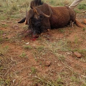 Hunt Black WIldebeest in South Africa