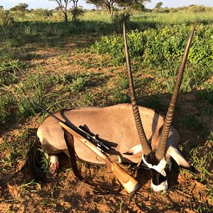 South Africa Hunting Gemsbok