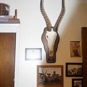 Blesbok European Skull Mount