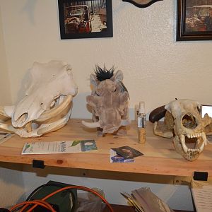 Warthog & Leopard Skull