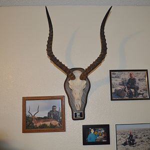 Impala European Skull Mount