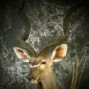 Kudu Shoulder Mount Pedestal Taxidermy Close Up