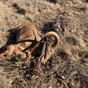 Hunting Aoudad Texas