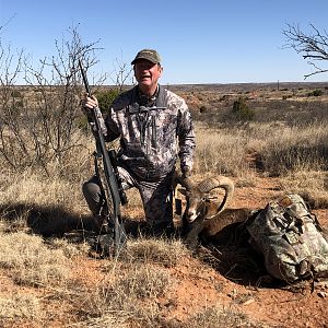 Texas Hunting Mouflon