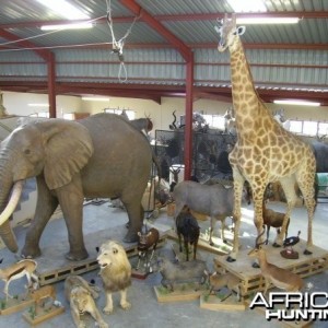 Elephant and Giraffe full mount