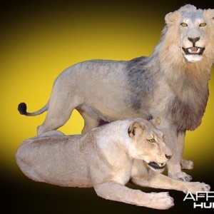 Lion and Lioness full mount taxidermy