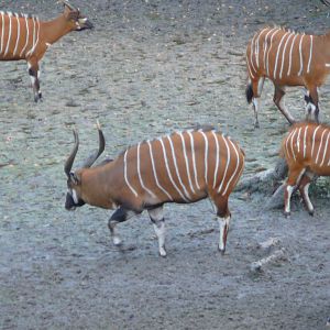 Bongo in Central African Republic