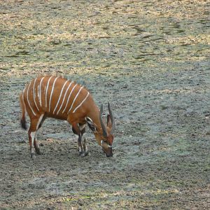 Bongo in Central African Republic