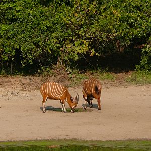 Bongo in Central African Republic