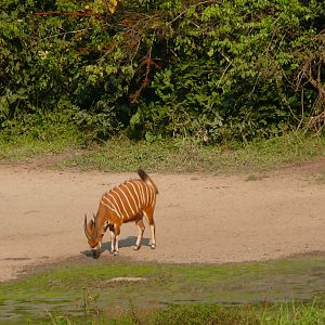 Bongo in Central African Republic