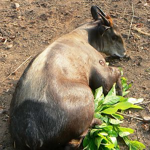 Hunting Yellow Back Duiker in CAR