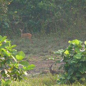 Harnessed Bushbuck in Central African Republic