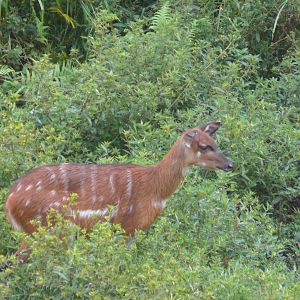 Harnessed Bushbuck in Central African Republic