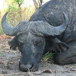 Black Buffalo bull hunted in CAR