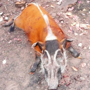 Red River Hog 66kg hunted in CAR