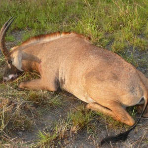 Roan bull 26' inches hunted in Central African Republic
