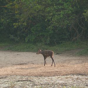 Western Sitatunga in C.A.R.