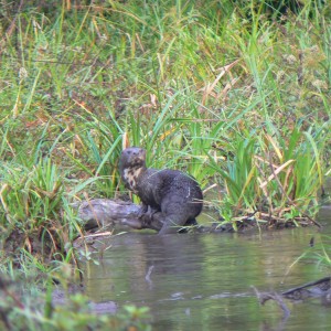 African spotted-necked otter