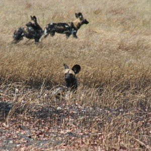 Wild dogs Tanzania