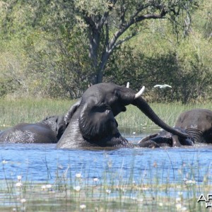 Eles playing Okavango