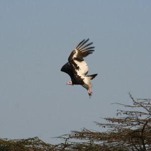 Fish Eagle Luganzo Tanzania