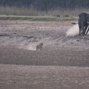 Ele chasing lions in Tanzania