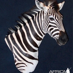 Zebra Pedestal Mount