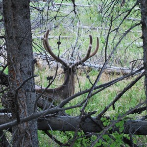 Elk in Yellowstone National park