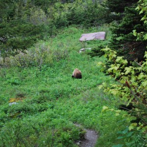 Grizzly at Glacier National Park