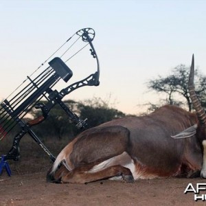 Bowhunting Blesbok South Africa