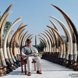 Marc Pechenart (1927-2008) with the tusks of his best 17 trophy elephants