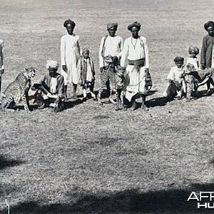 Three cheetahs with handlers