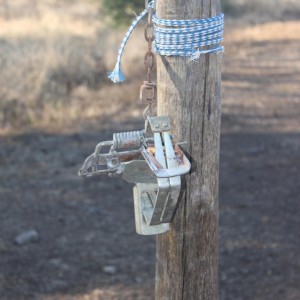 Corn feeder with little trap