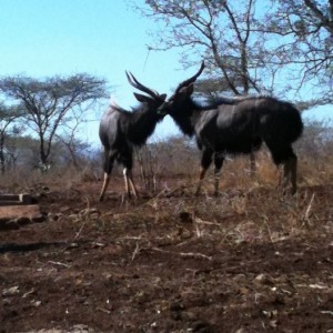 Nyala South Africa