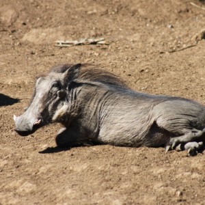 Warthog South Africa