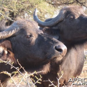 Cape Buffalo Cows