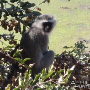 Vervet Monkey