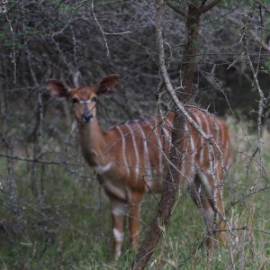 Nyala Female