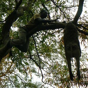 Hanging Leopard bait, a Baboon