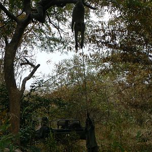 Hanging Leopard bait, a Baboon